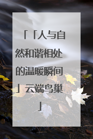「人与自然和谐相处的温暖瞬间」云端鸟巢