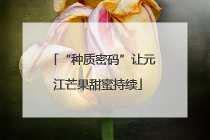 “种质密码”让元江芒果甜蜜持续