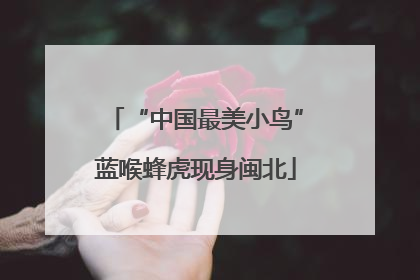 “中国最美小鸟”蓝喉蜂虎现身闽北