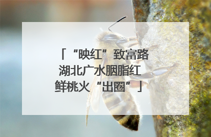 “映红”致富路 湖北广水胭脂红鲜桃火“出圈”
