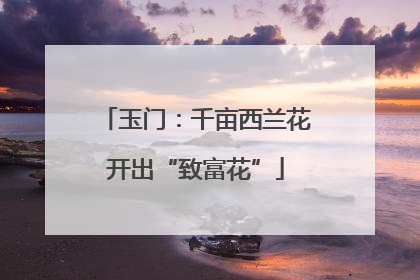 玉门：千亩西兰花开出“致富花”