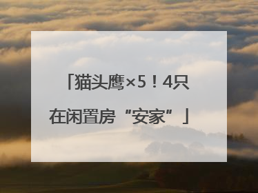 猫头鹰×5！4只在闲置房“安家”