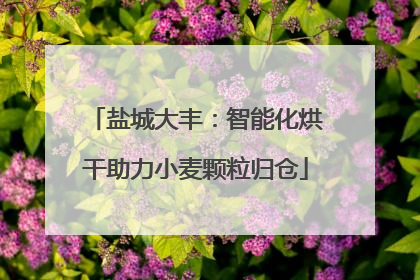 盐城大丰：智能化烘干助力小麦颗粒归仓