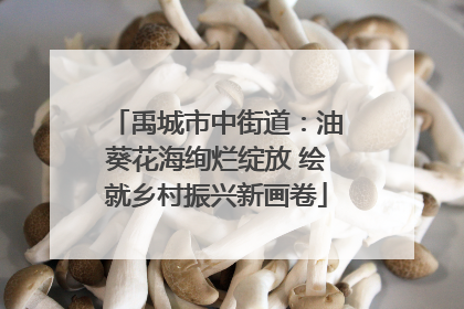禹城市中街道：油葵花海绚烂绽放 绘就乡村振兴新画卷