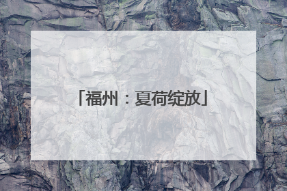 福州：夏荷绽放