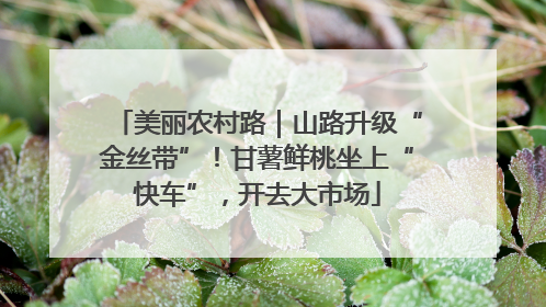 美丽农村路｜山路升级“金丝带”！甘薯鲜桃坐上“快车”，开去大市场