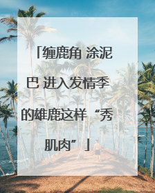 缠鹿角 涂泥巴 进入发情季的雄鹿这样“秀肌肉”