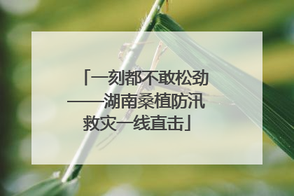 一刻都不敢松劲——湖南桑植防汛救灾一线直击
