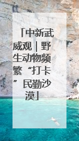 中新武威观｜野生动物频繁“打卡”民勤沙漠