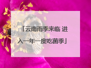 云南雨季来临 进入一年一度吃菌季