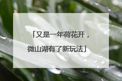 又是一年荷花开,微山湖有了新玩法