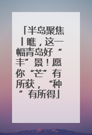 半岛聚焦丨瞧，这一幅青岛好“丰”景！愿你“芒”有所获，“种”有所得
