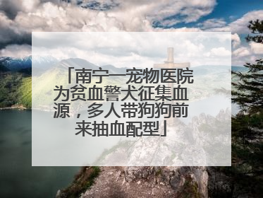 南宁一宠物医院为贫血警犬征集血源，多人带狗狗前来抽血配型