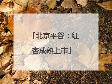 北京平谷：红杏成熟上市