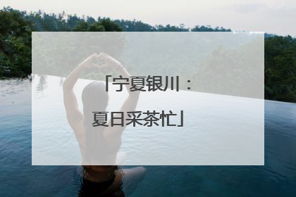 宁夏银川：夏日采茶忙