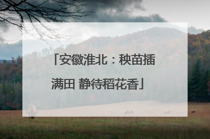 安徽淮北：秧苗插满田 静待稻花香