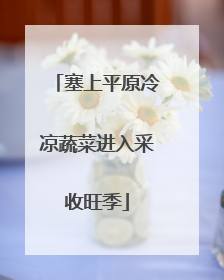 塞上平原冷凉蔬菜进入采收旺季