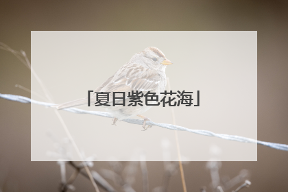 夏日紫色花海