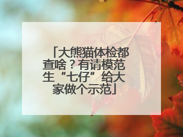 大熊猫体检都查啥？有请模范生“七仔”给大家做个示范
