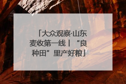 大众观察·山东麦收第一线丨“良种田”里产好粮