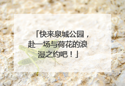 快来泉城公园，赴一场与荷花的浪漫之约吧！