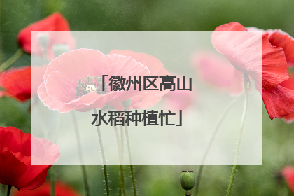 徽州区高山水稻种植忙