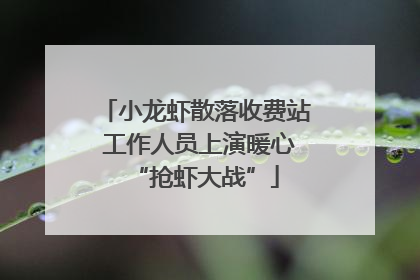 小龙虾散落收费站 工作人员上演暖心“抢虾大战”