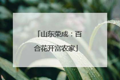 山东荣成：百合花开富农家