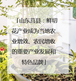 山东莒县：鲜切花产业成为当地农业增效、农民增收的重要产业发展和特色品牌