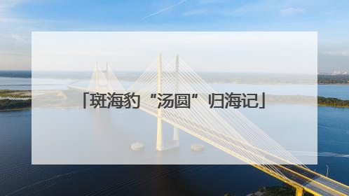 斑海豹“汤圆”归海记