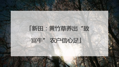 新田：黄竹草养出“致富牛” 农户信心足
