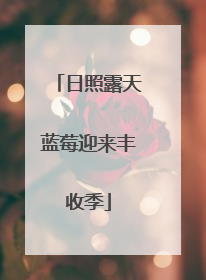 日照露天蓝莓迎来丰收季