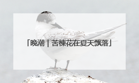 晚潮｜苦楝花在夏天飘落