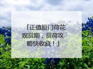 正值厦门荷花观赏期，赏荷攻略快收藏！