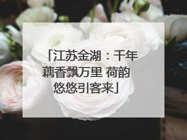 江苏金湖：千年藕香飘万里 荷韵悠悠引客来