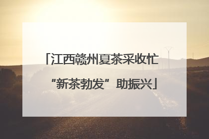 江西赣州夏茶采收忙 “新茶勃发”助振兴