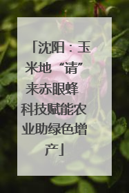 沈阳：玉米地“请”来赤眼蜂 科技赋能农业助绿色增产