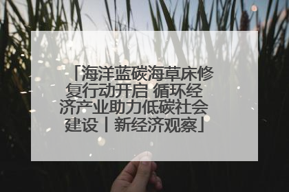 海洋蓝碳海草床修复行动开启 循环经济产业助力低碳社会建设丨新经济观察