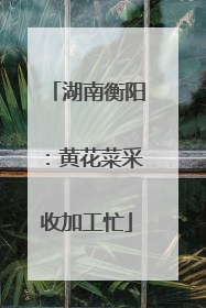 湖南衡阳：黄花菜采收加工忙