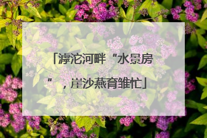 滹沱河畔“水景房”，崖沙燕育雏忙