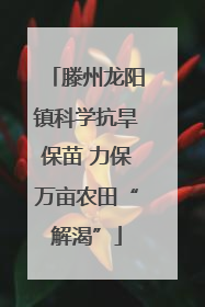 滕州龙阳镇科学抗旱保苗 力保万亩农田“解渴”