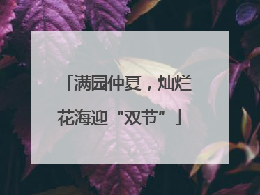 满园仲夏，灿烂花海迎“双节”