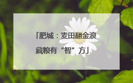 肥城：麦田翻金浪藏粮有“智”方