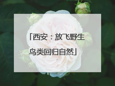 西安：放飞野生鸟类回归自然
