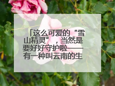 这么可爱的“雪山精灵”，当然是要好好守护啦——有一种叫云南的生活之365天