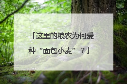 这里的粮农为何爱种“面包小麦”？