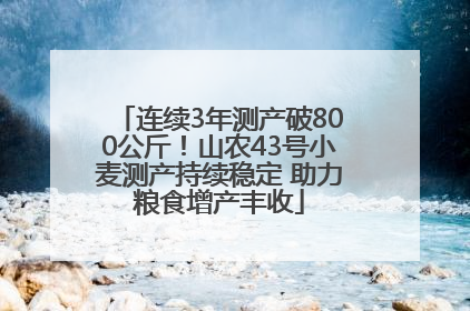 连续3年测产破800公斤！山农43号小麦测产持续稳定 助力粮食增产丰收