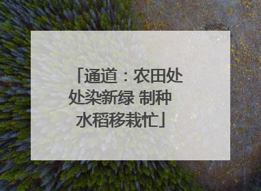通道：农田处处染新绿 制种水稻移栽忙