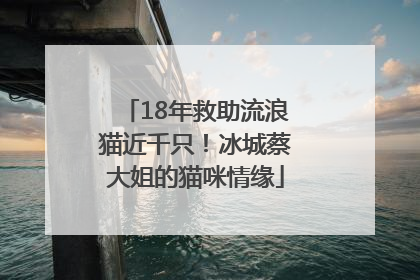 18年救助流浪猫近千只！冰城蔡大姐的猫咪情缘